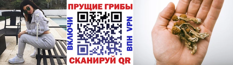 Галлюциногенные грибы мицелий ОМГ ОМГ как войти Верещагино